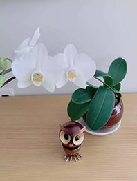 蘭３年目