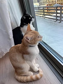 愛猫：ペン・からし