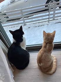 愛猫：ペン・からし