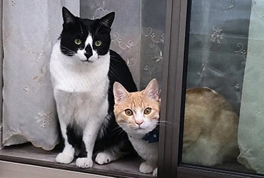 愛猫：ペン・からし