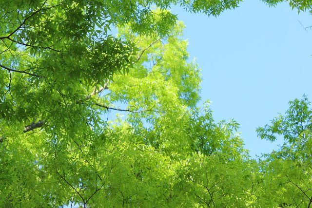 ゴールデンウイーク休業について